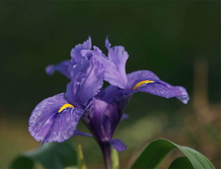 Paseo IV: Los Lirios de los campos